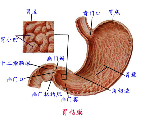 >>所属分类 >> 人体解剖学 由内向外分层 粘膜层:在胃小弯处有4~5条
