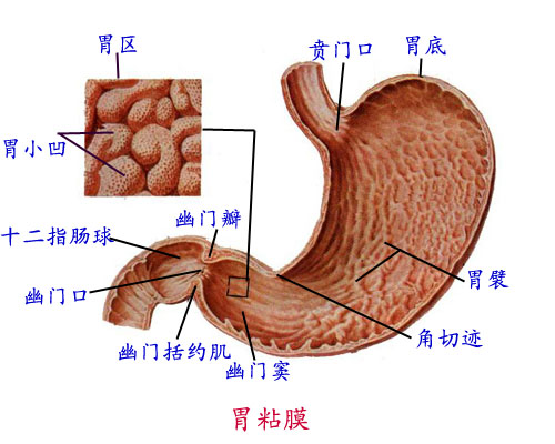 解剖学/胃