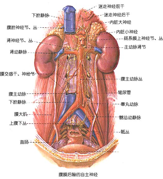解剖学输尿管