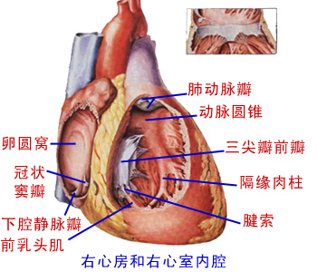 >> 人体解剖学 上腔静脉口 下腔静脉口:前缘有下腔静脉瓣 冠状窦口