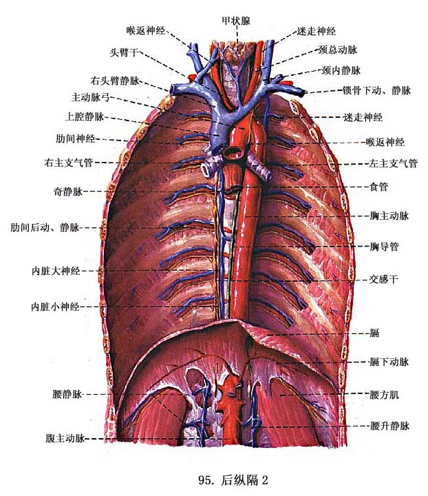 (2)食管支;(1)支气管支;2.脏支(3)肋下动脉.