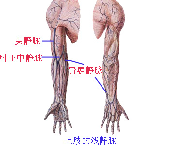     前臂正中静脉:起自手掌静脉丛,沿前臂前面
