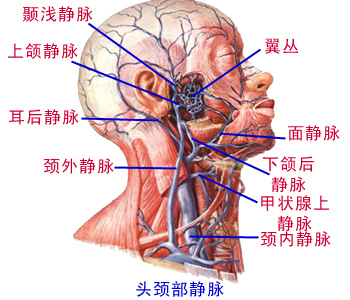 要闻动态 广东要闻  面静脉facial vein:起自内此静脉,在面动脉的后方
