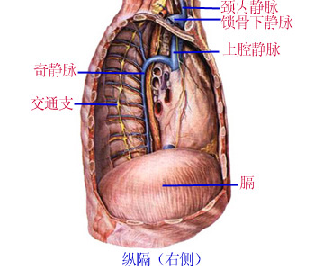 要闻动态 广东要闻  腋静脉axillary vein   在大圆肌下缘