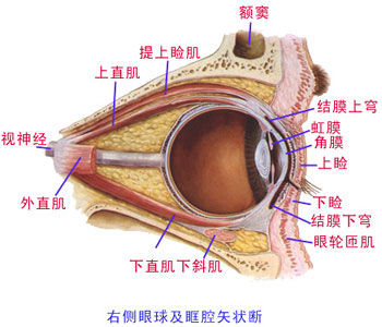 上睑提肌皮下组织:疏松皮肤:薄层次一,眼睑eyelids: 内眦,外眦,泪湖