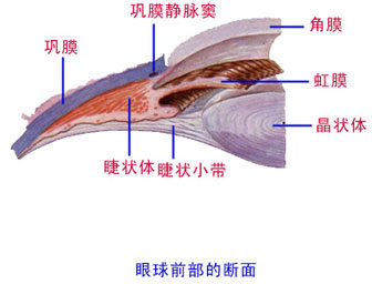 解剖学眼球