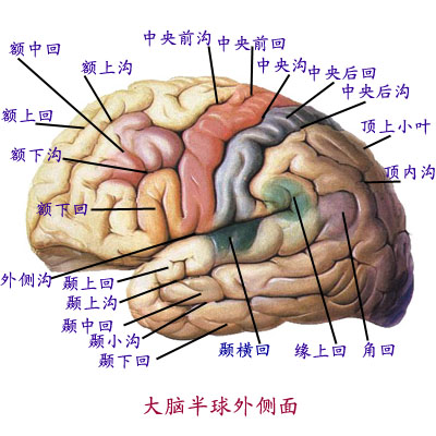 解剖学端脑
