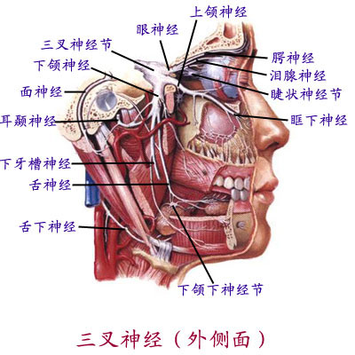 舌前2/3及口腔底粘膜,耳颞区和口裂以下皮肤,咀嚼肌 分支 耳颞神经 颊