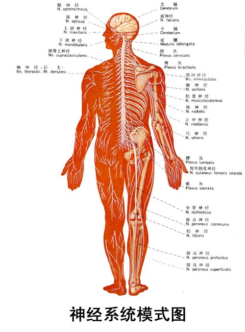 脊膜支:经椎间孔返回椎管,分布于脊髓的被膜等处 交通支;连于脊神经与