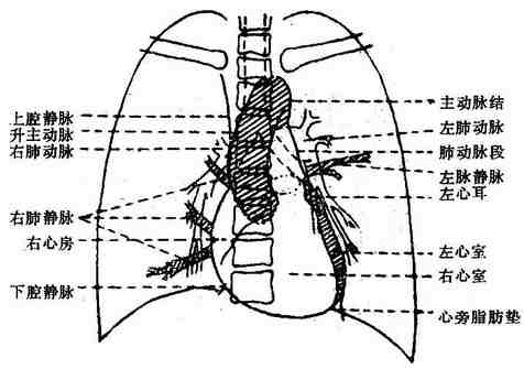 放射诊断/四种体位上心脏大血管正常x线影象