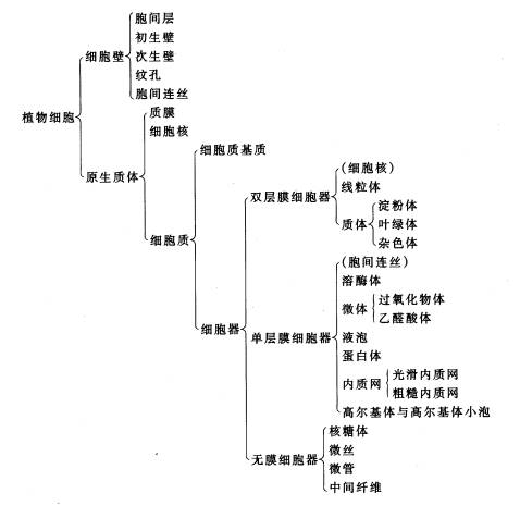 皮肤细胞示意图