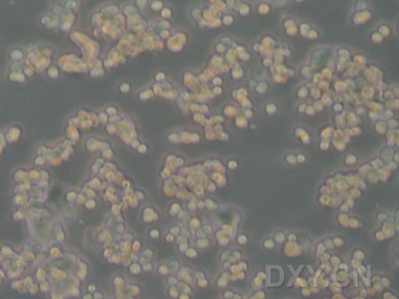 PC12细胞的图片