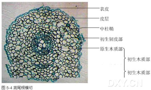 (三)根的次生构造取加拿大白杨或棉花老根横切制片(图5-6,图5-7).