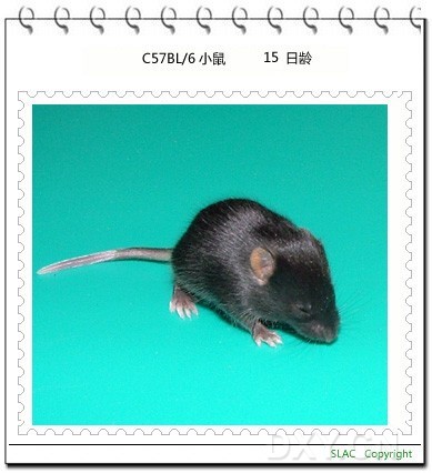 C57BL\/6小鼠日龄照片(1-22日龄)(多图)- 