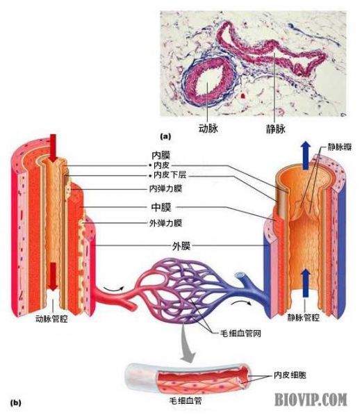 动、静脉管壁结构异同