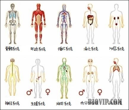 人体各大系统