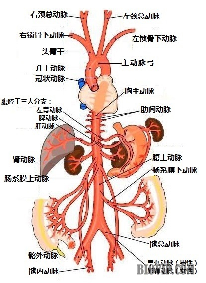 主动脉及其重要分支