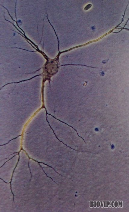 人神经细胞