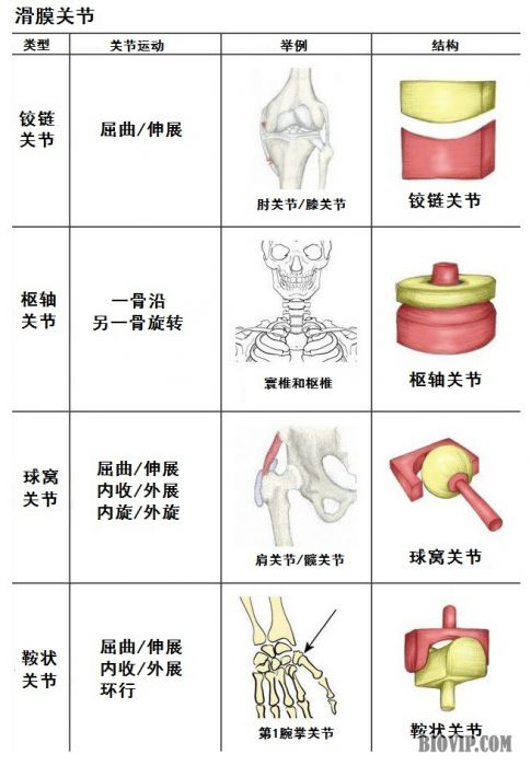 滑膜关节的类型