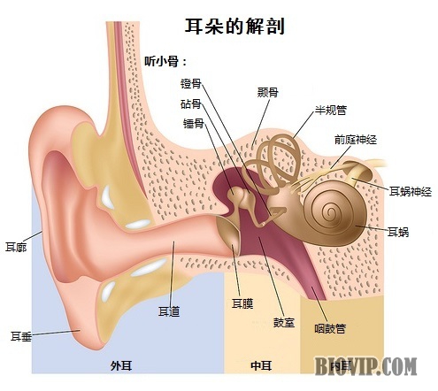 耳朵的解剖